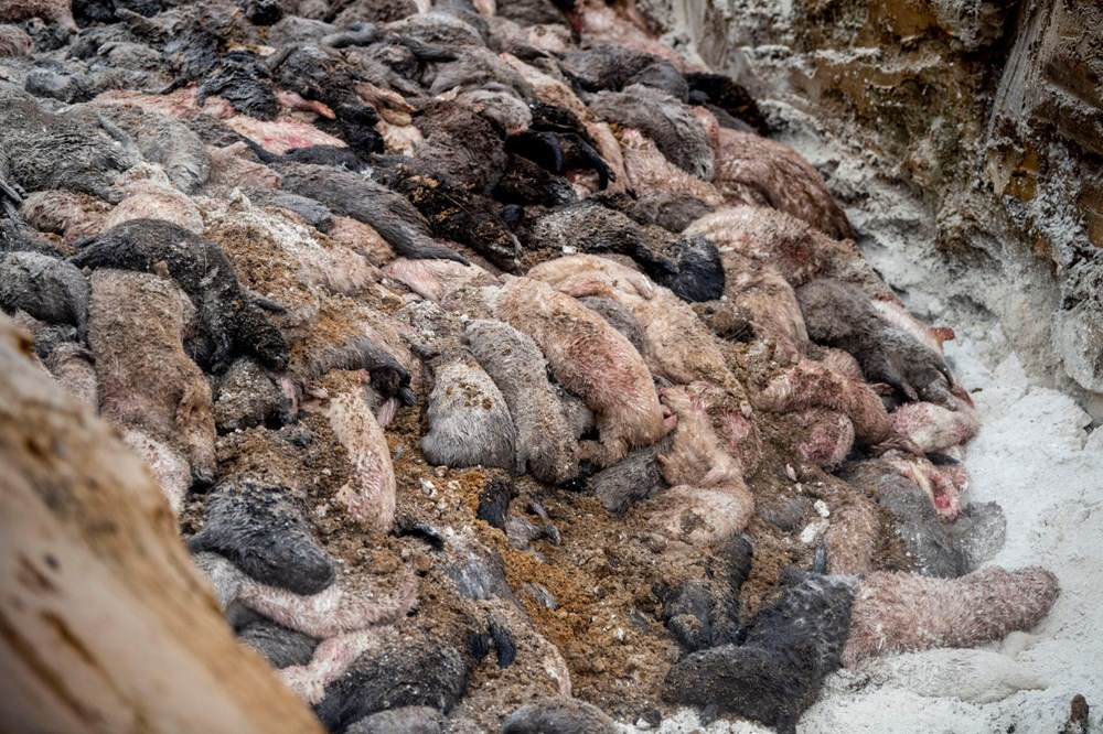 Danimarka’da "zombi" vizon istilası - 2