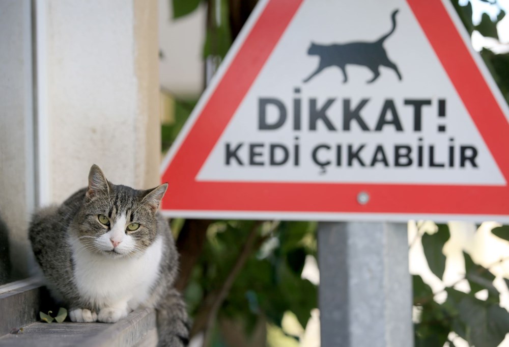 Kırklareli'nde sürücüler 'kedi-köpek çıkabilir' tabelalarıyla uyarılıyor - 4