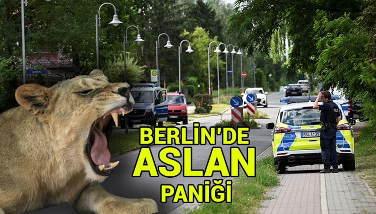 Berlin'de kaçak aslan paniği sürüyor: Polisten 