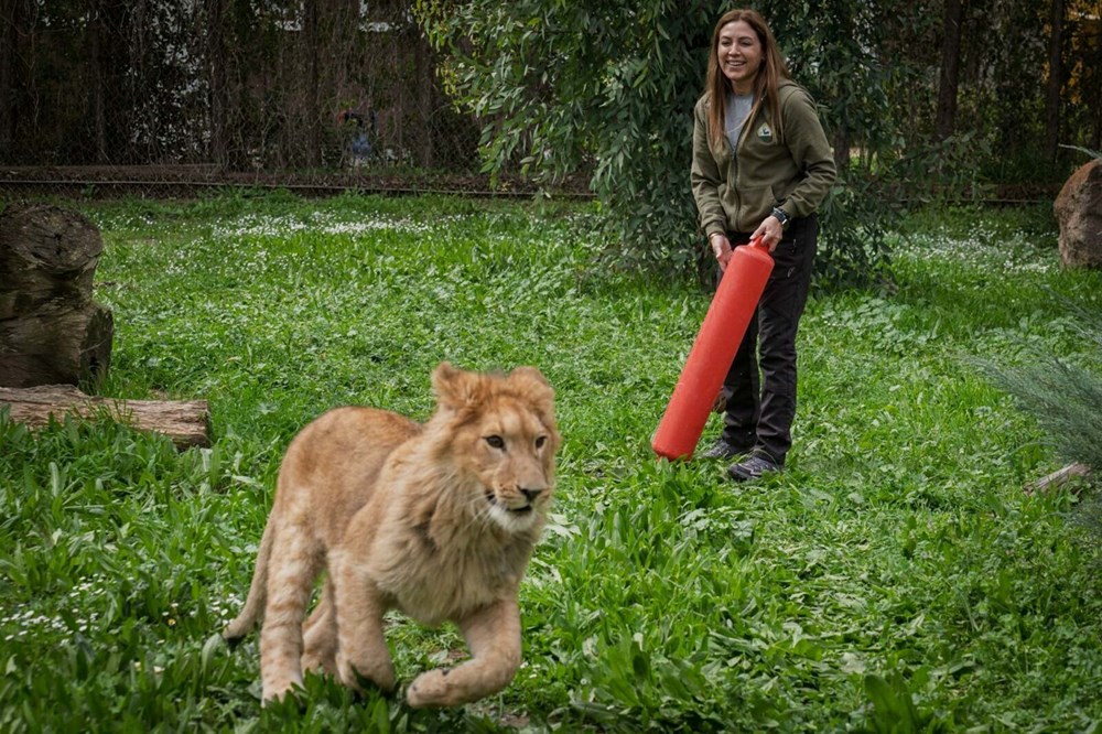 Kedi mamasıyla aslan beslemişler! Yavru aslan koruma altına alındı - 2