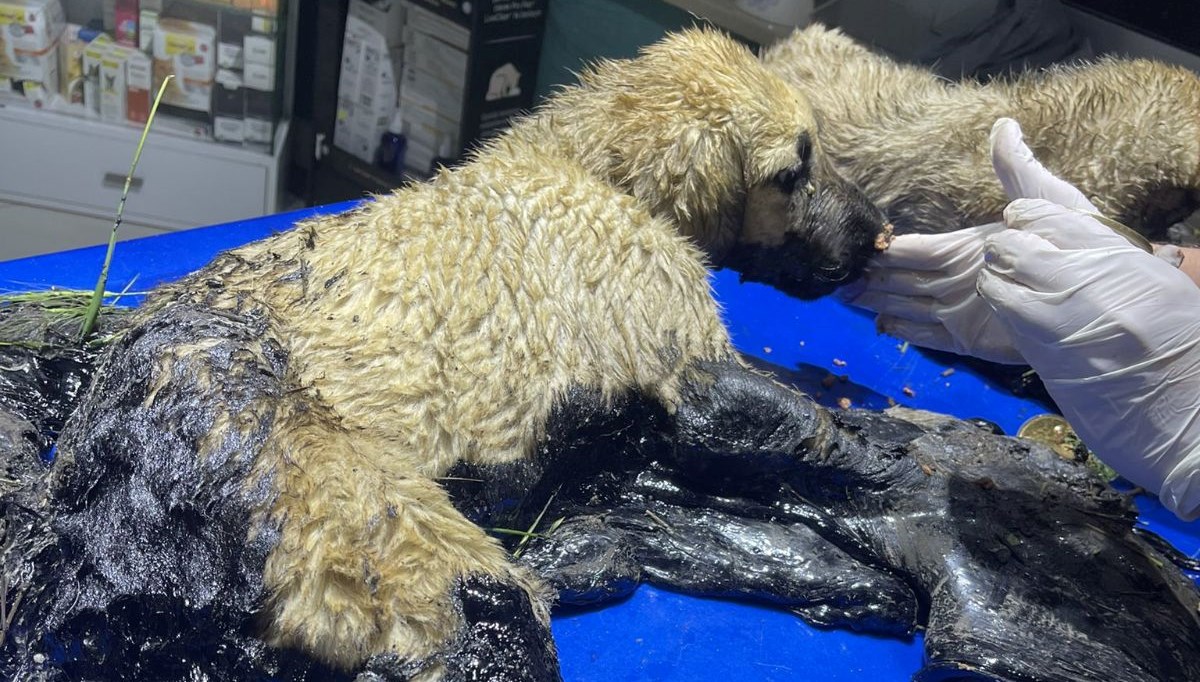 Zifte yapışan köpekleri belediye ekibi kurtardı Zifte yapışan köpekleri belediye ekibi kurtardı