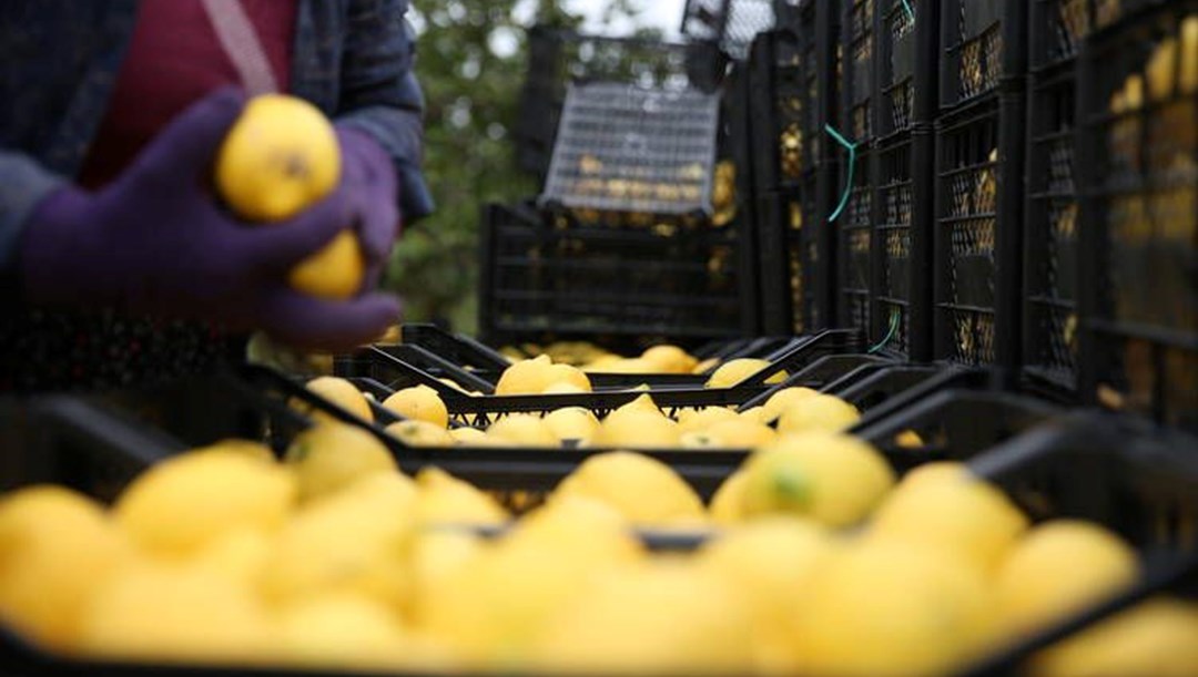 Tarla ile market arasında büyük makas: 5 kat daha fazlaya satılıyor