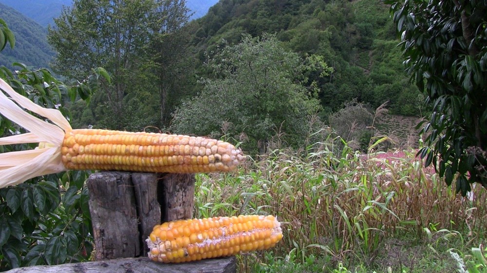 Artvin'de böcek istilası - 8