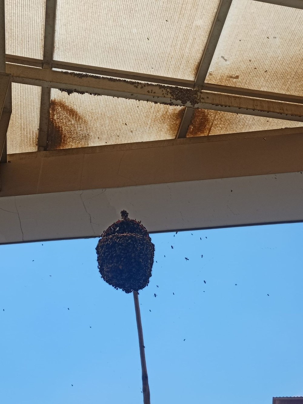 Hastanede panik: Acil servisi arılar bastı - 2