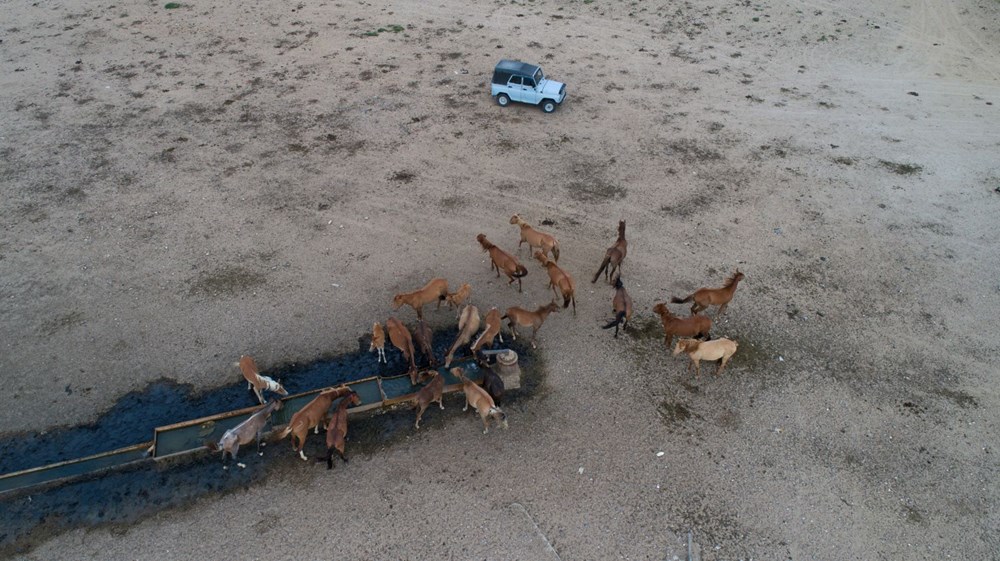 İklim değişikliğinin vurduğu Kazakistan'da binlerce hayvan öldü - 5
