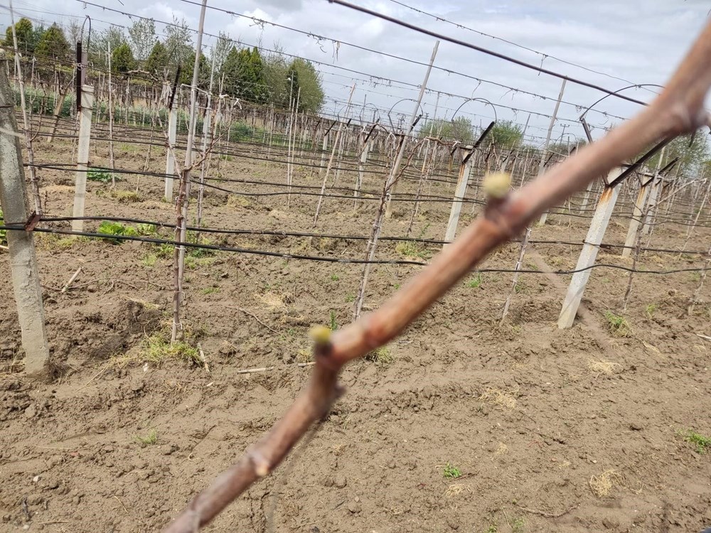 Autumn King: Sonbaharın İncisi Şimdi Çekirdeksiz ve Daha İri! 73 8Zd0VApQ7Uy1hilnVG XwQ