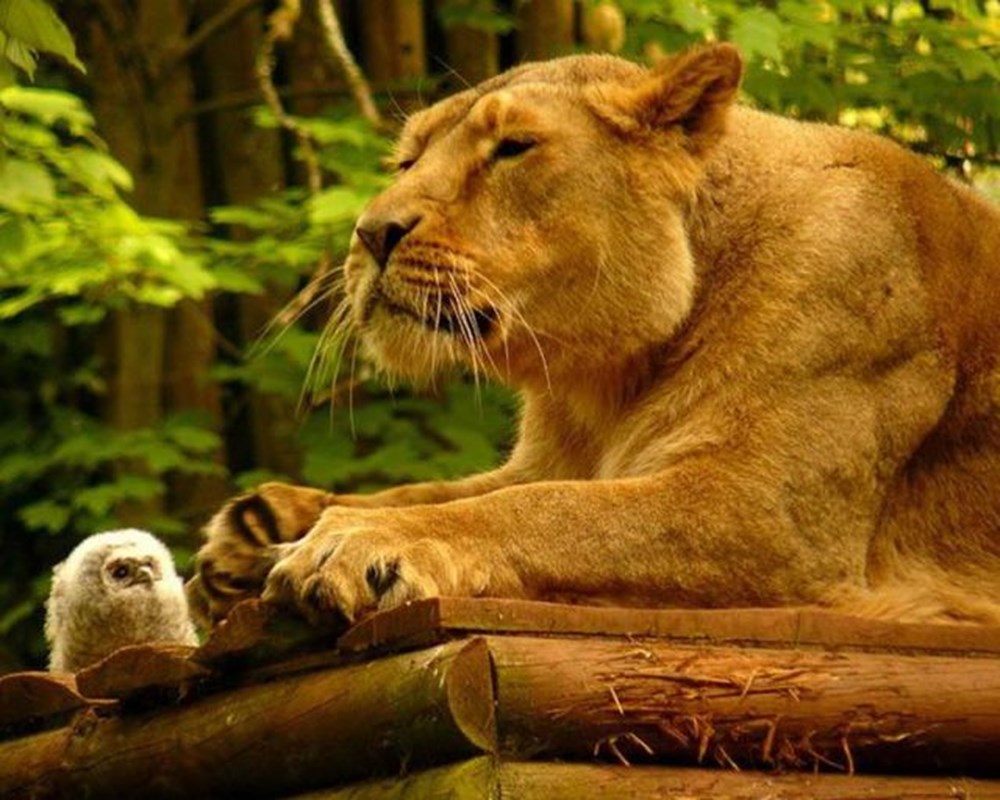 В мире животных 2024. В мире животных. В мире животных фото. Лев и цыпленок. Львица царица зверей.