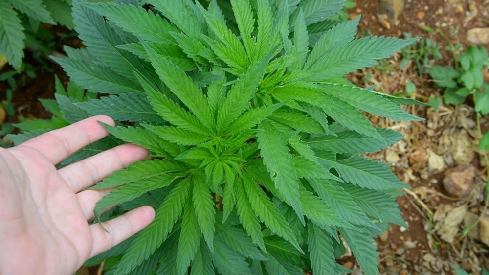 Artık eczanelerde satılabilecek: Tıbbi kenevir nedir, faydaları neler? - 3