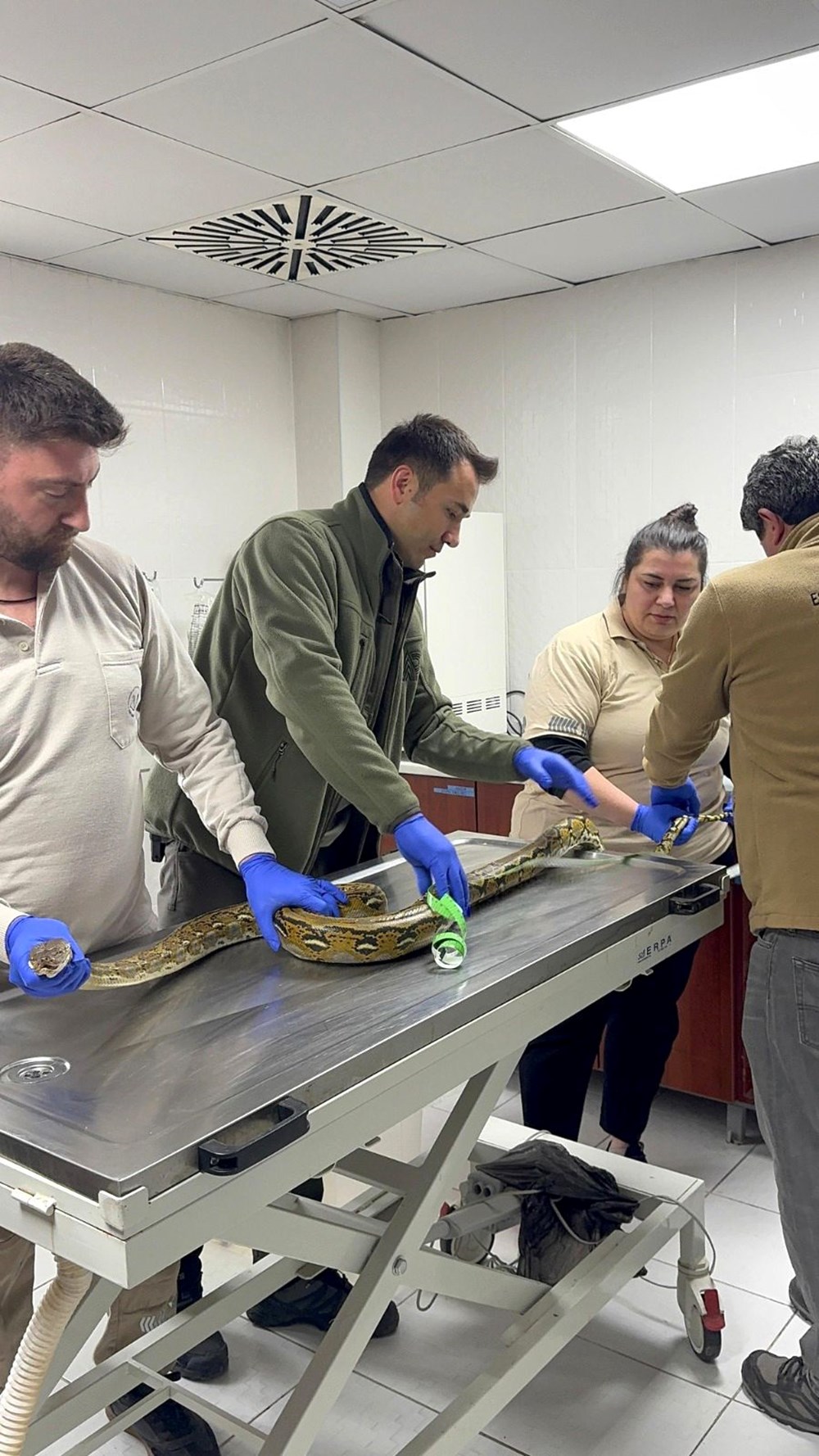 Otobüste Piton Paniği: Kayıp Yılan Sahibini Arıyor! 75 8 iMBsdtgEuikwzXTzJC7Q