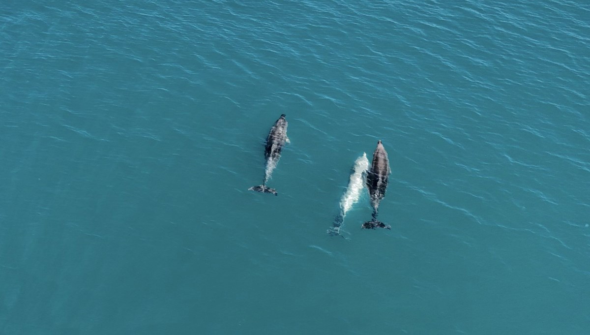 Karadeniz'de sürü halinde dolaşan yunuslar dronla görüntülendi
