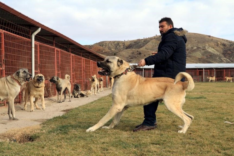 Kurtların korkulu rüyası köpeklere dünyadan da talep var - 2