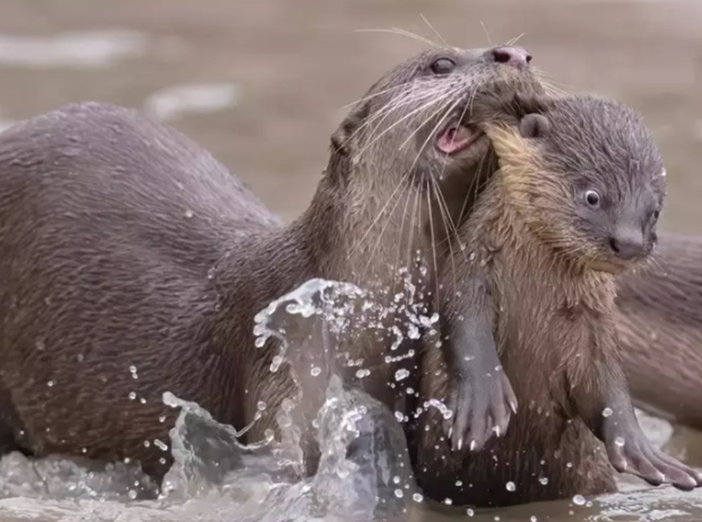 2021 Komik Vah�i Ya�am Foto�raflar� yar��mas�