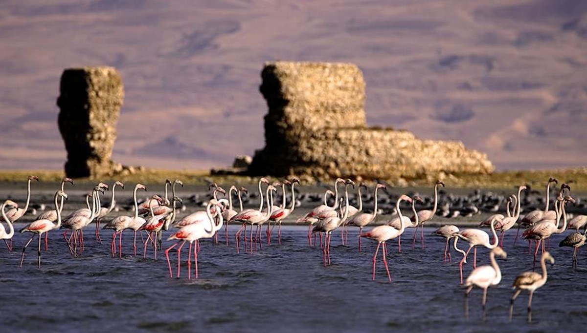 Çelebibağ Flamingo Alanı kesin korunacak hassas alan ilan edildi