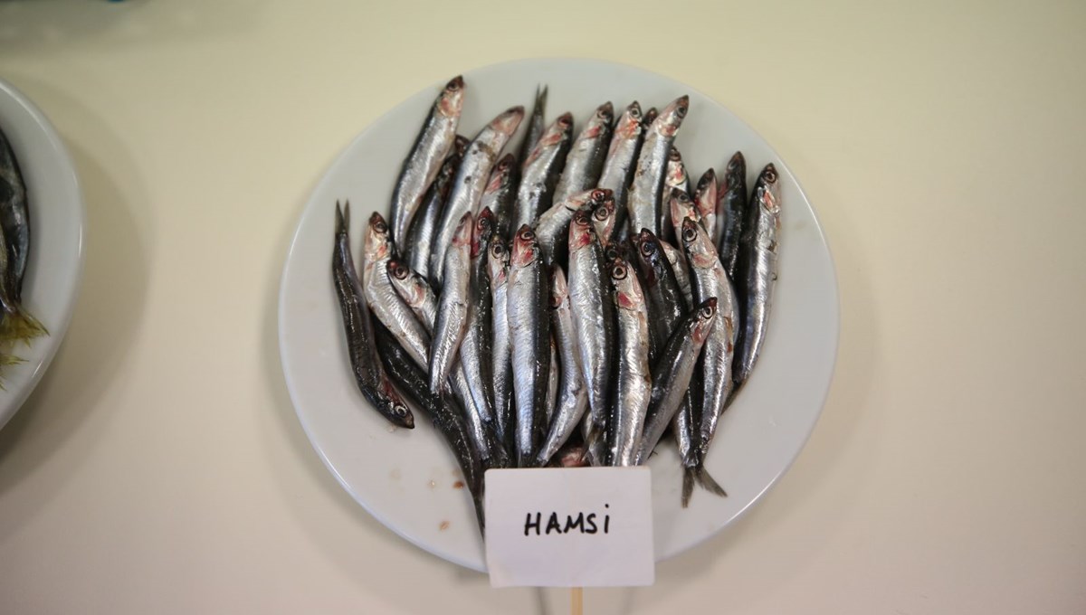 Karadeniz'de biyoaktif özelliği en yüksek balık hamsi