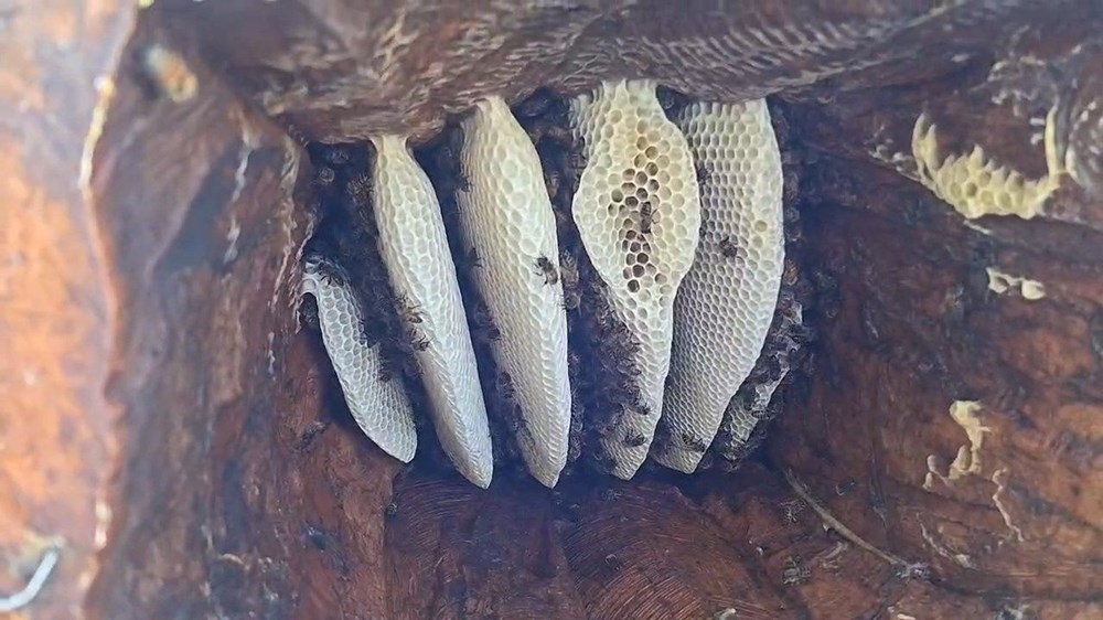 Kilosu 3 bin 500 TL: Geleneksel y�ntemle hasat ba�lad�