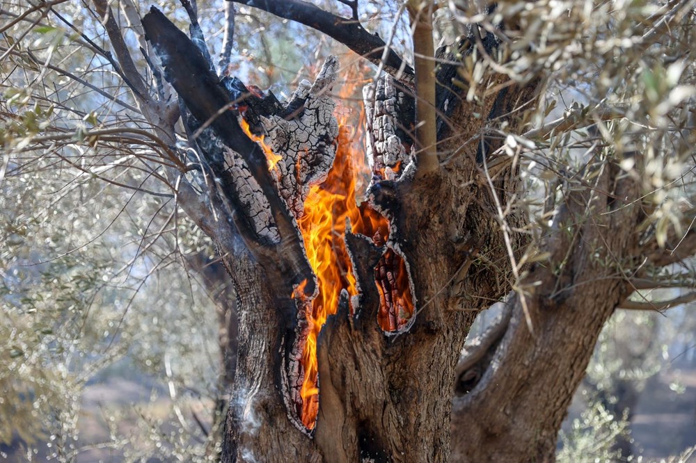 Türkiye alevlerle mücadele ediyor: 3 ilde orman yangını, ekiplerin müdahalesi sürüyor - 6