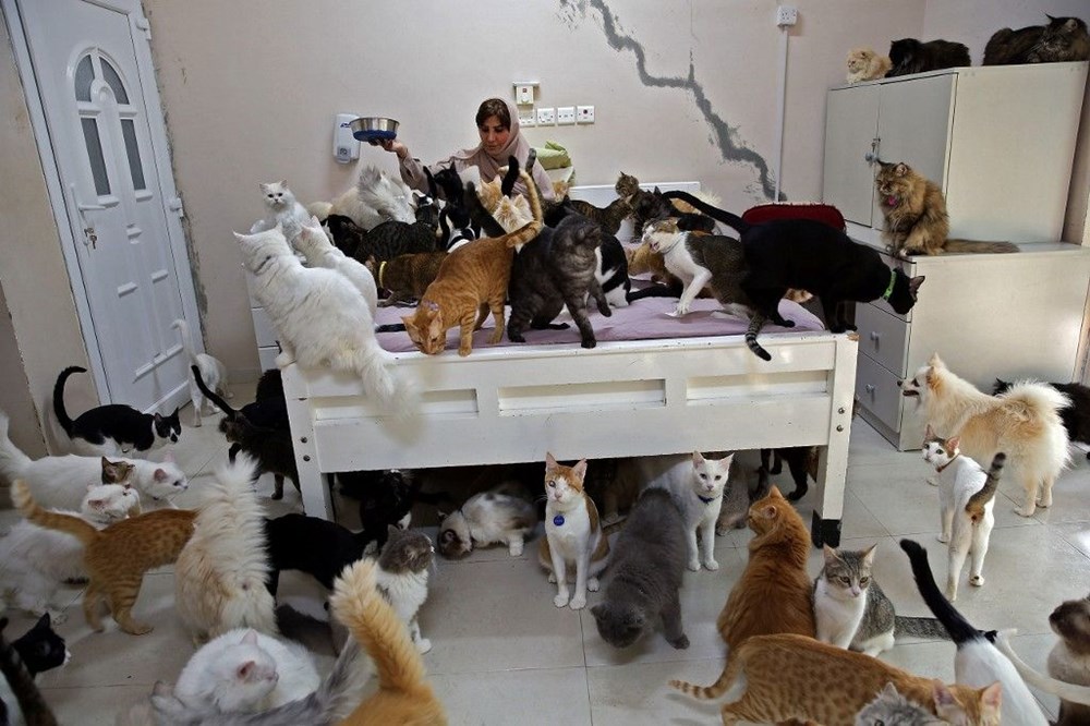 Evinde 480 kedi ve 12 köpeğe bakıyor - 4