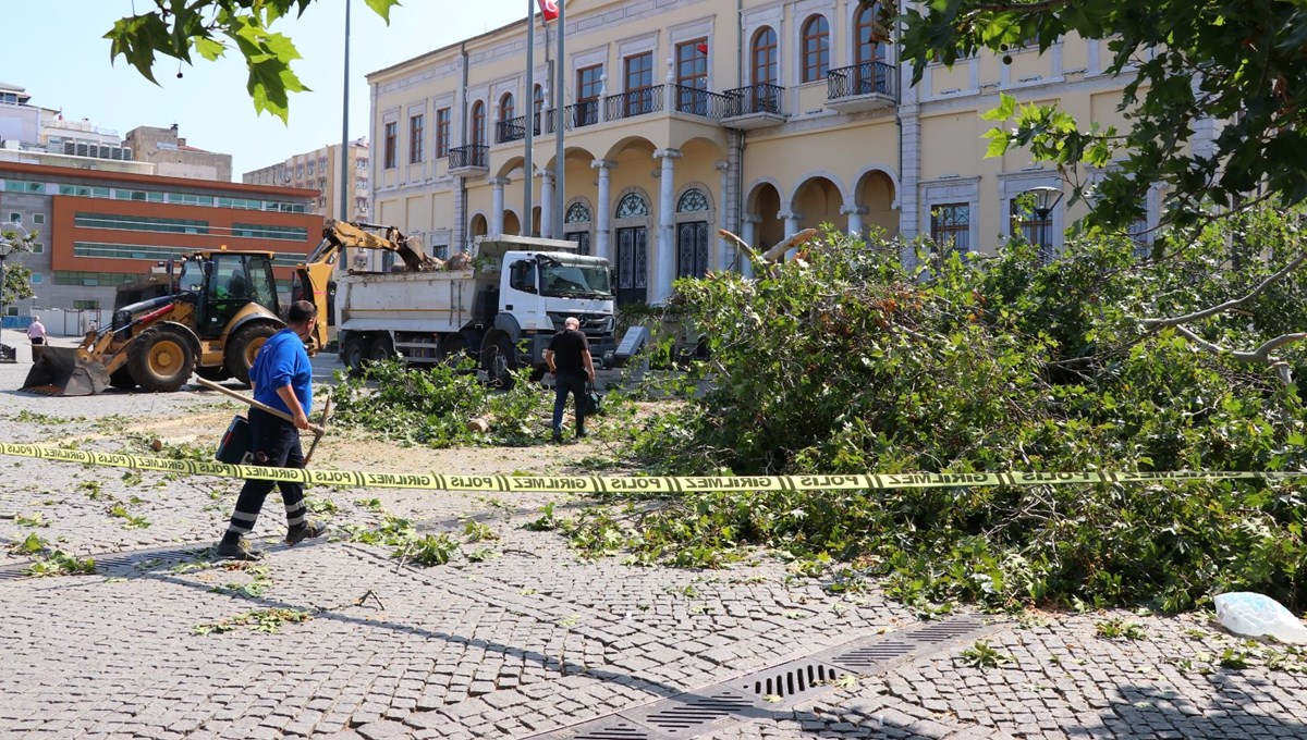 İzmir'de asırlık çınar devrildi