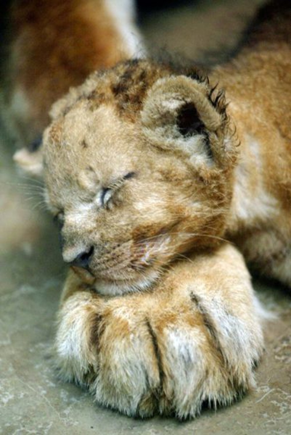 Лапка льва. Новорожденные львята. Сонный Львенок. Милый Львенок. Милые львята.