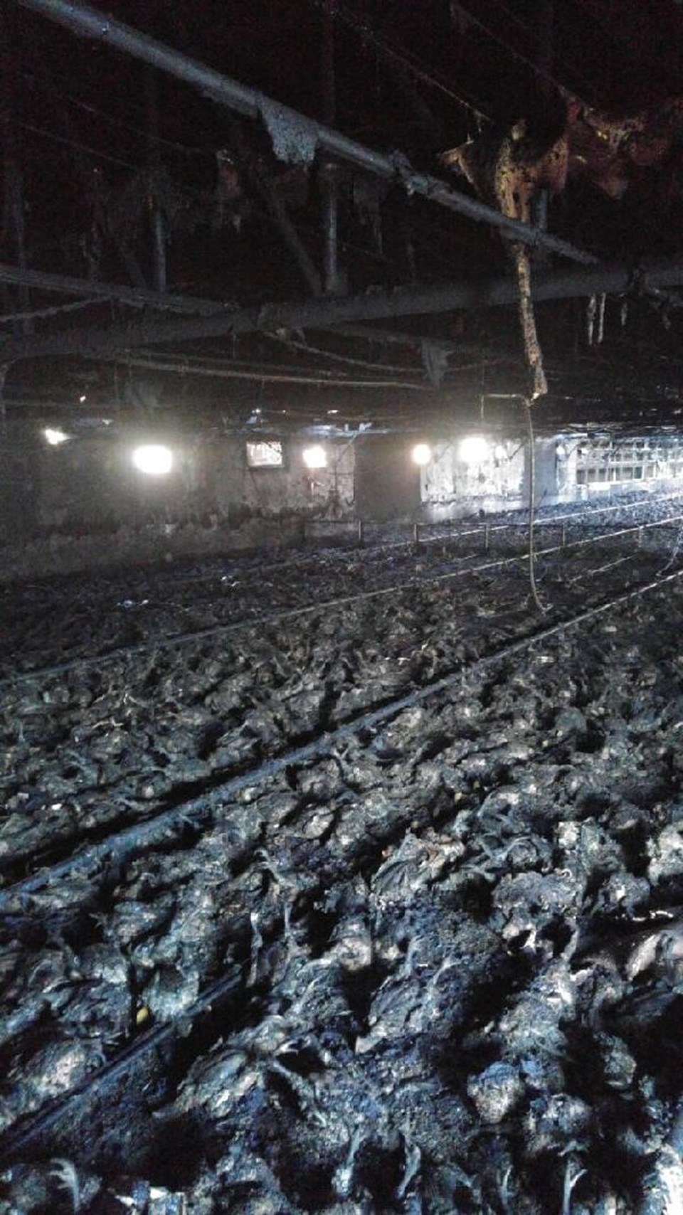 Tavuk çiftliği yandı, 21 bin tavuk telef oldu - 1