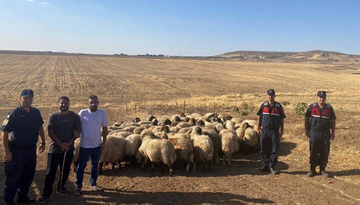 Küçükbaş hayvanlar dron ile bulundu