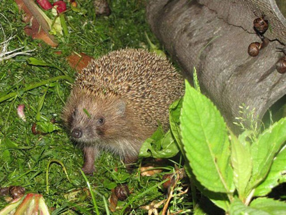 Домик ежика в природе. На даче живет ежик. На даче живет ежик. Домик для ежей на даче. На даче живет ежик.