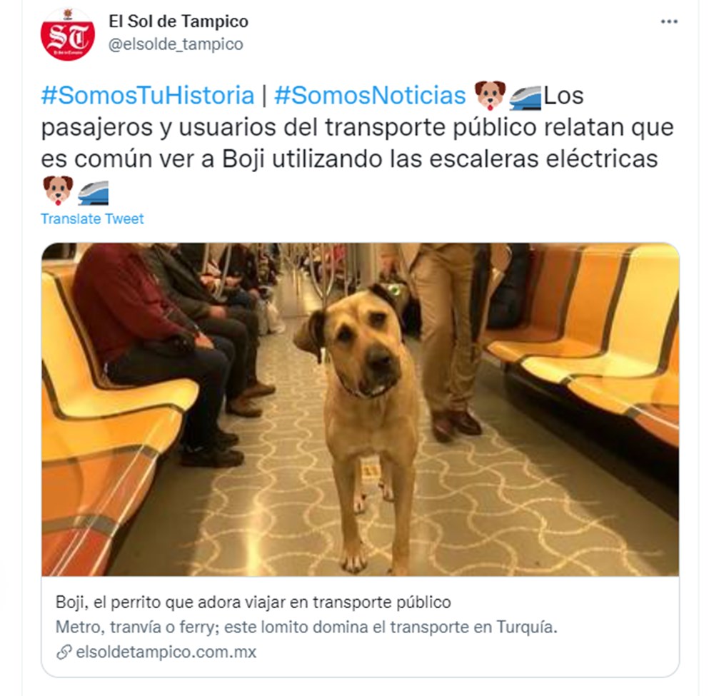 Gezgin köpek Boji dünya basının gündeminde - 6