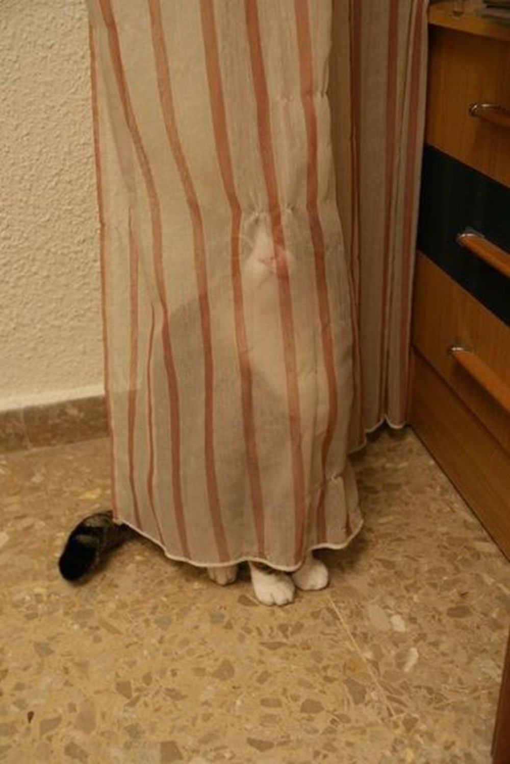 Коты играют в прятки. Кот спрятался за занавеской. Кот прячется. Кот спрятался. Кот за шторой.