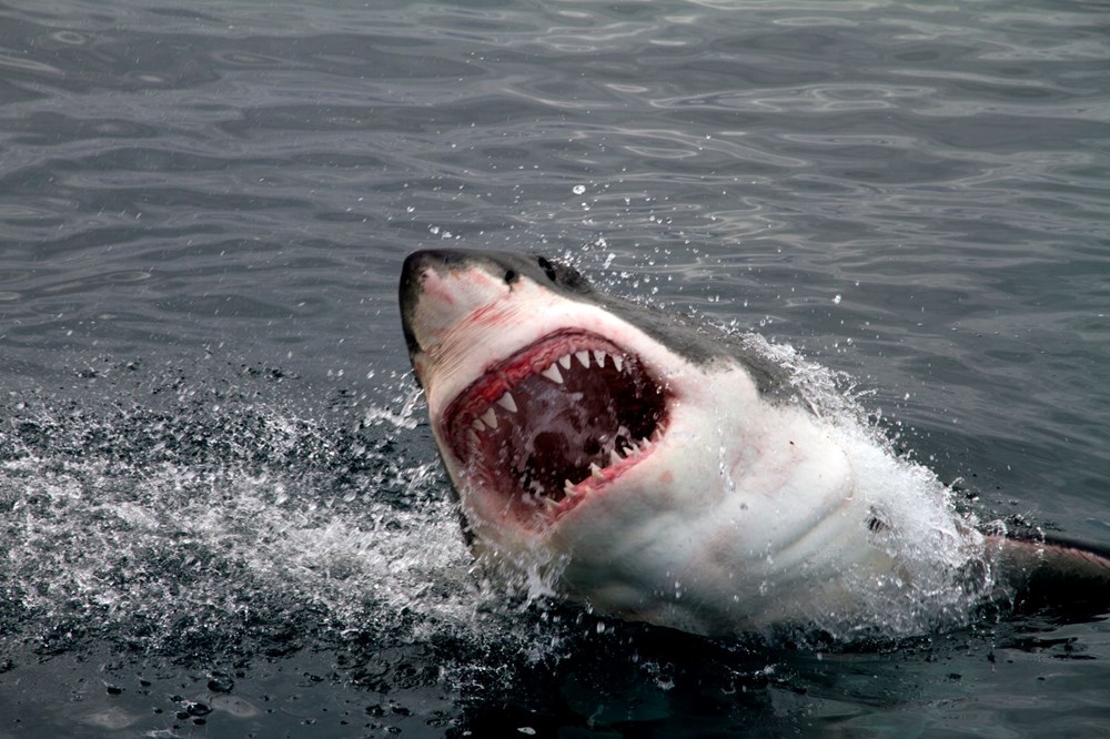 Avustralya'da bir adamı parçalayarak öldüren katil köpek balığı aranıyor: Sydney'de plajlar kapandı - 2
