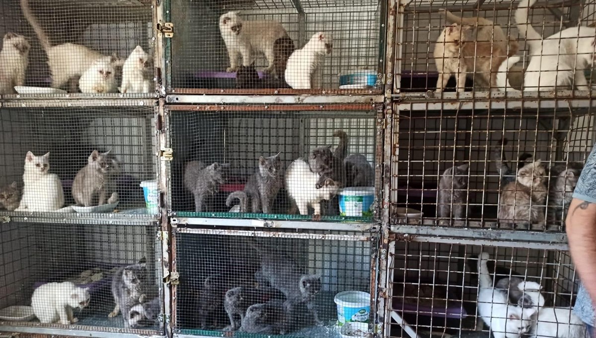 Kırklareli'nde kaçak hayvan ticareti: 1 milyon 241 bin 973 lira ceza verildi Kırklareli'nde kaçak hayvan ticareti: 1 milyon 241 bin 973 lira ceza verildi