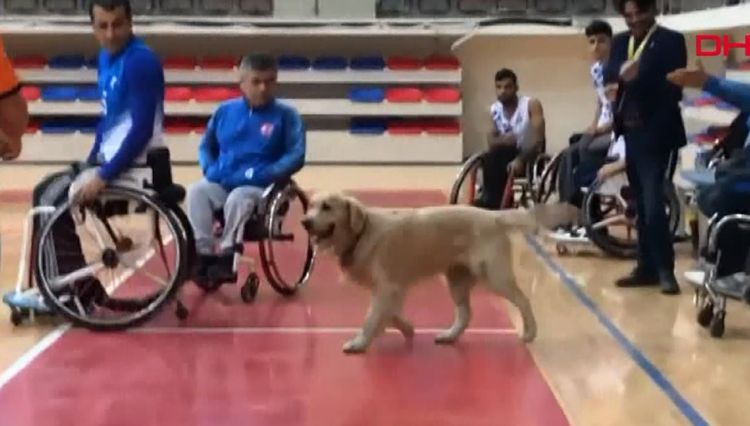 Karabük�te sahaya giren köpek maçın durmasına neden oldu NTV