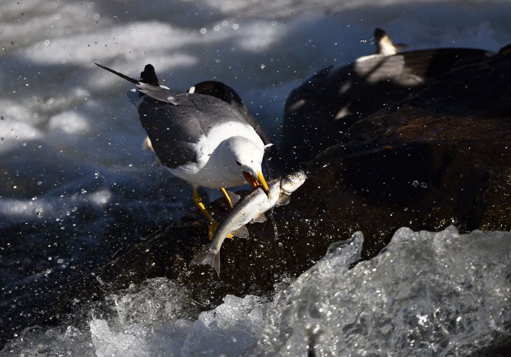 Bu balıkları avlamak sadece martılara serbest - 4