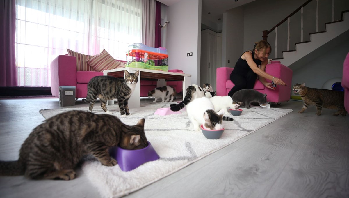 Obez kedi Cüce'ye özel diyet: 18 kedisini sokağa bırakmadı müstakil eve taşındı Obez kedi Cüce'ye özel diyet: 18 kedisini sokağa bırakmadı müstakil eve taşındı