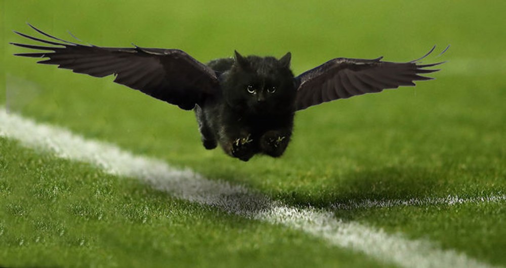 Собака летучая кошку летучую. Летающая кошка. Котик с крыльями. Летающий черный кот. Черный котенок с крыльями.