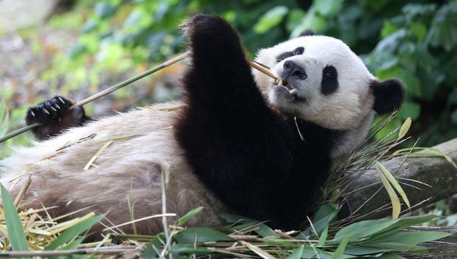 Dev pandalar Xingqiu ve Yilan, Avustralya’ya ulaştı