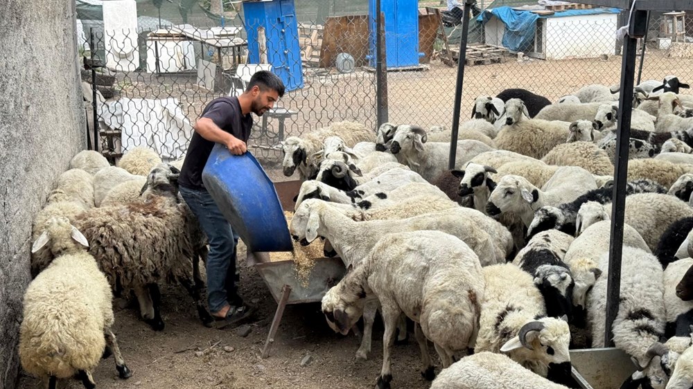 Kurbanlık alırken dikkat: Tuz ve sumak koyunları şişkin gösteriyor - 3