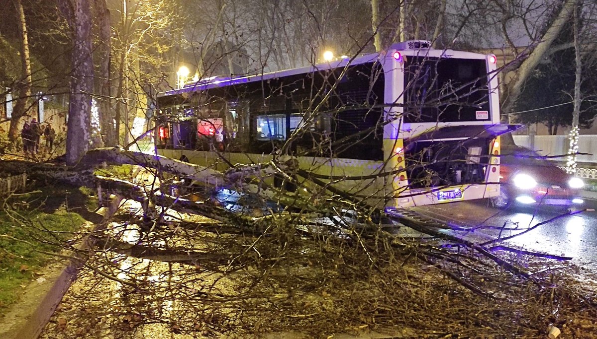 Beşiktaş'ta İETT otobüsü asırlık çınar ağacına çarptı