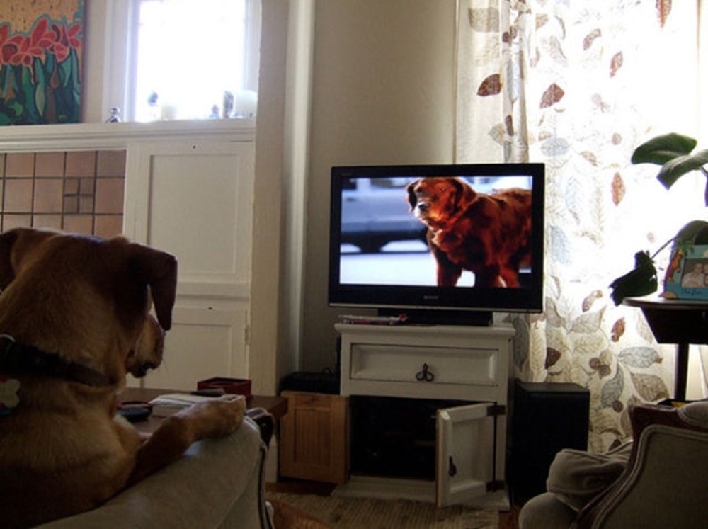 Собаки смотрят телевизор. Собака и телевизор. Собака перед телевизором. Собака перед Телеком. Телевизор животные прикол.