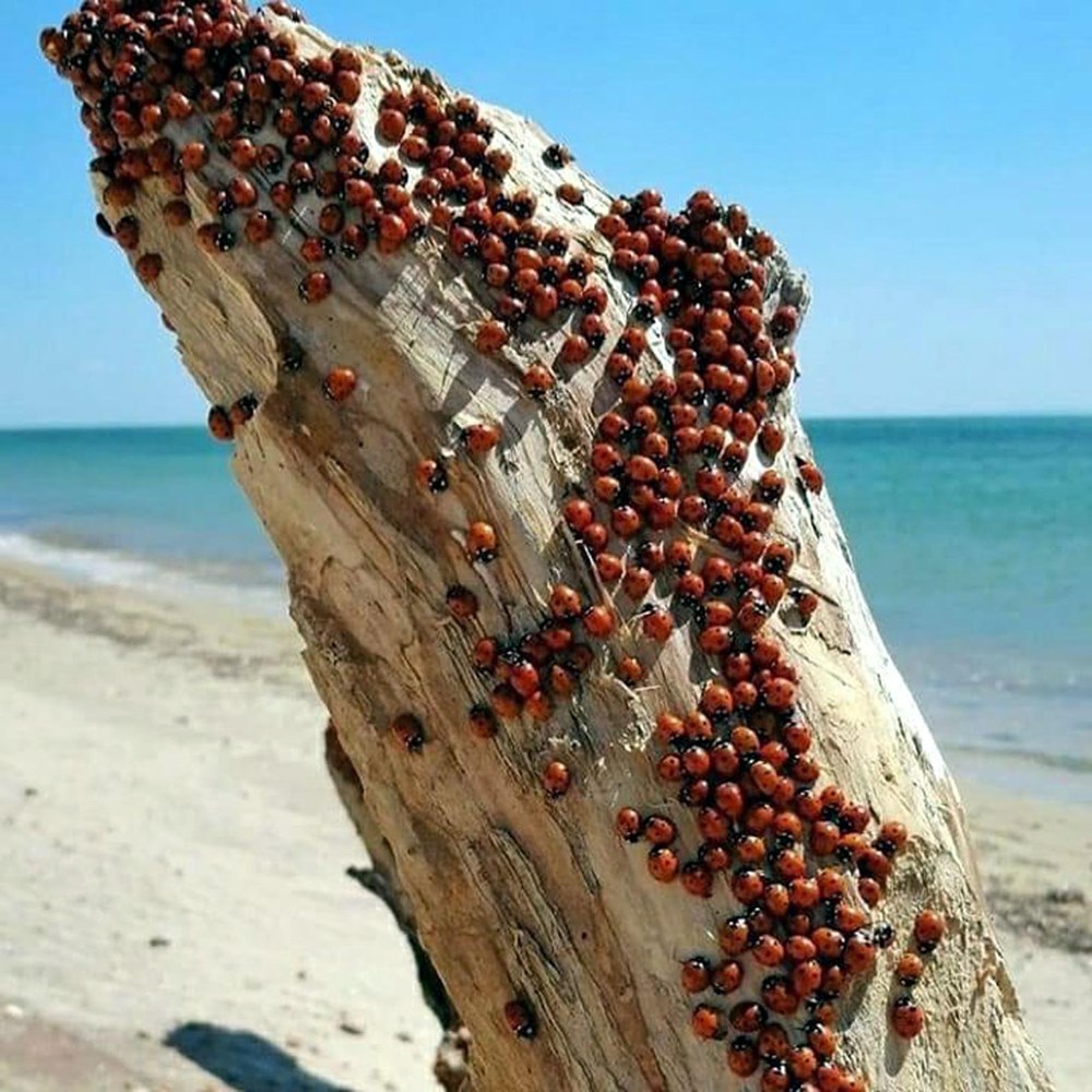 Saros Körfezi'nde uğur böceği istilası - 5