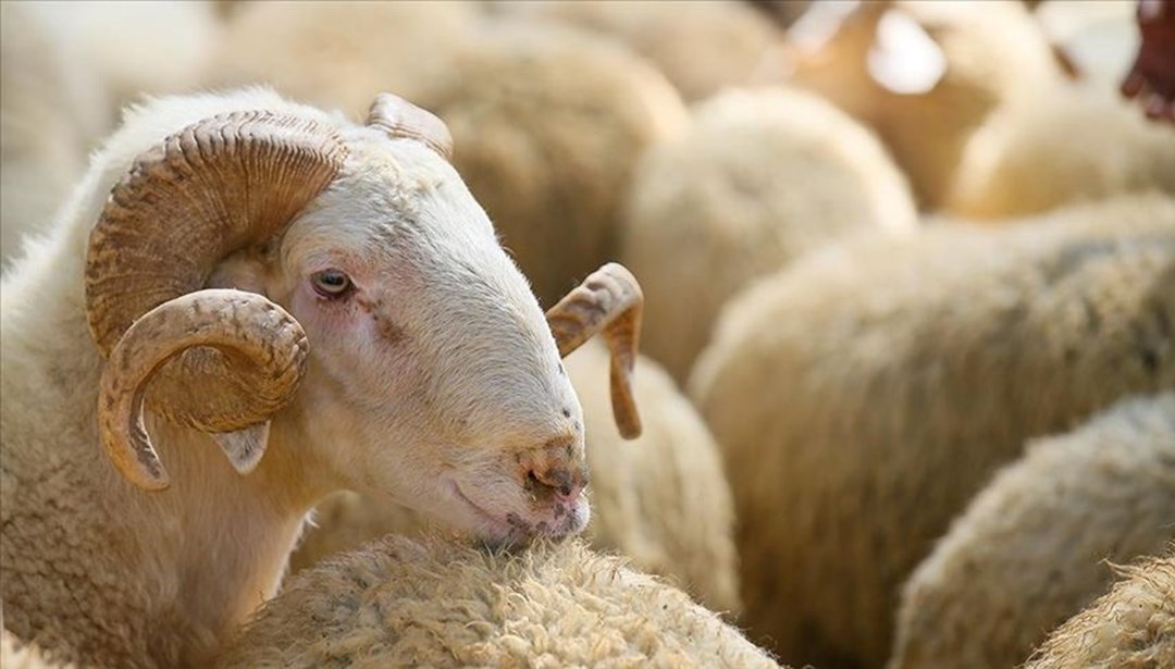 Bakan Yumaklı'dan kurban fiyatı uyarısı