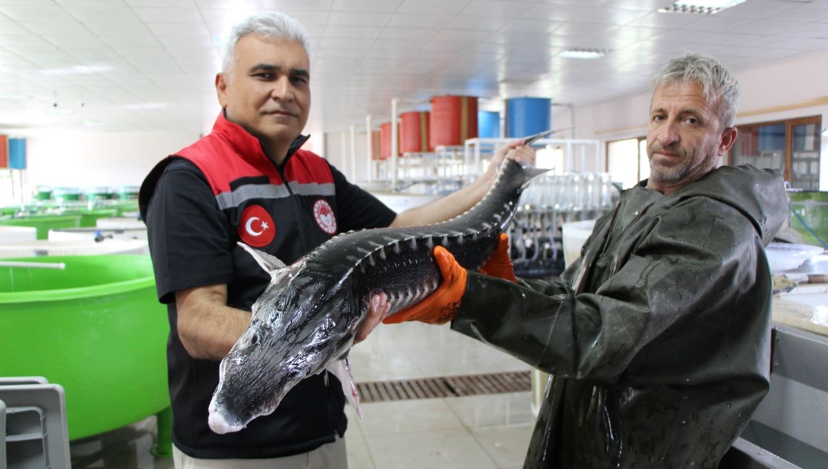 Türkiye'de 150 tane kaldı: Görünüşü timsahı andırıyor Türkiye'de 150 tane kaldı: Görünüşü timsahı andırıyor