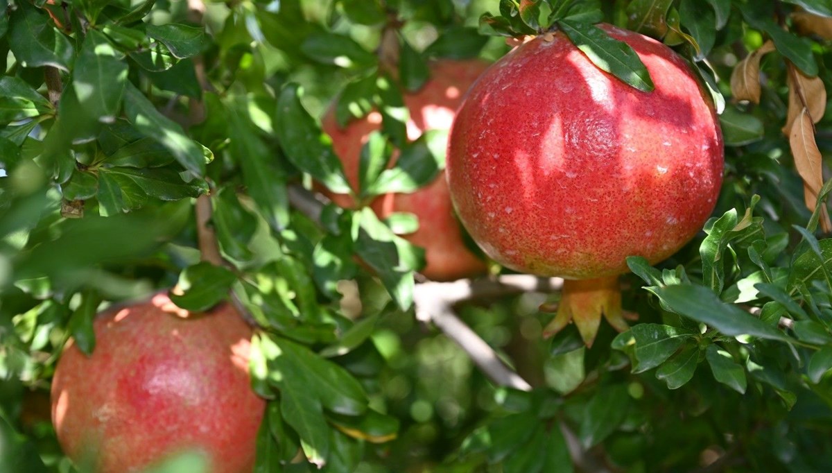 Denizli’de hasat başladı: Türkiye'de üretimde 5’inci sırada