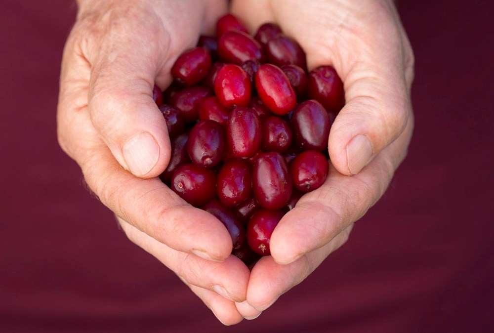 Karaciğer sağlığını destekleyen 6 en iyi besin - 6
