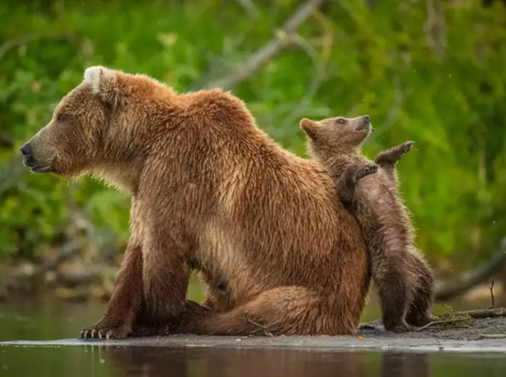 2021 Komik Vah�i Ya�am Foto�raflar� yar��mas�