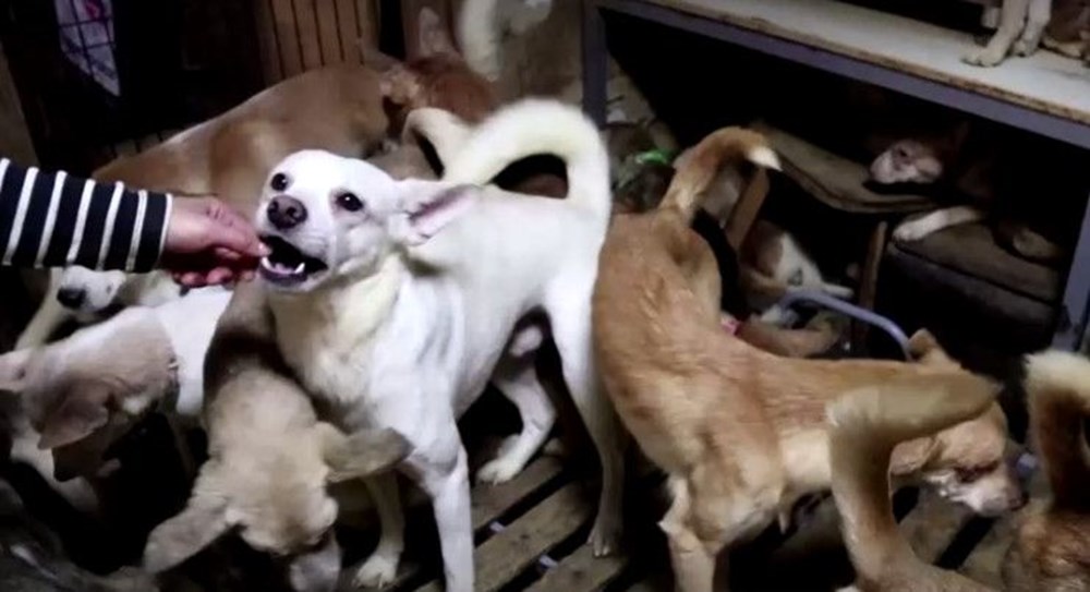 30 metrekarelik evde 164 köpek ile yaşıyorlar - 11