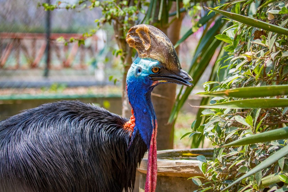 Dünyanın en tehlikeli kuşu: Tavuktan eski, dinozordan vahşi - 1