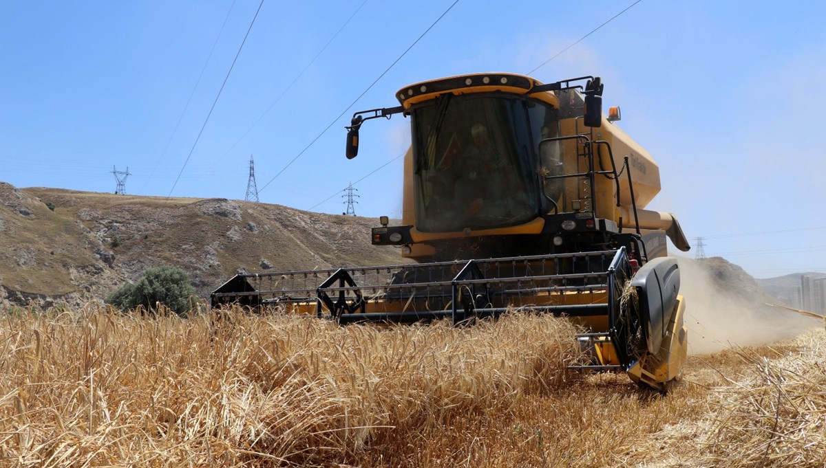 Rekor hasat başladı: Çiftçinin yüzü güldü
