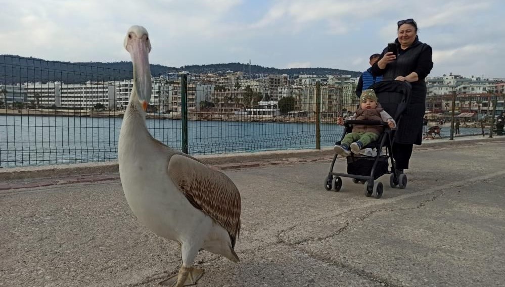 Silifke sahilinde dolaşan pelikan ilçenin maskotu oldu