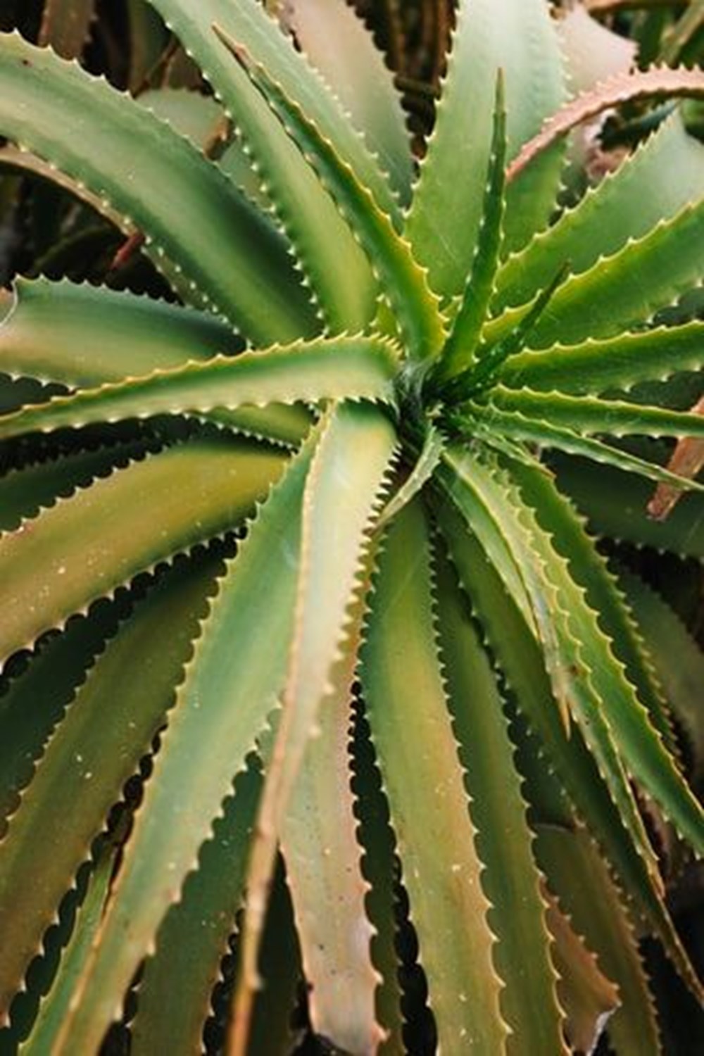 Aloe Vera (tıbbi sarısabır) nedir? Aloe Vera bitkisine nasıl bakılır? Faydaları nelerdir? - 2