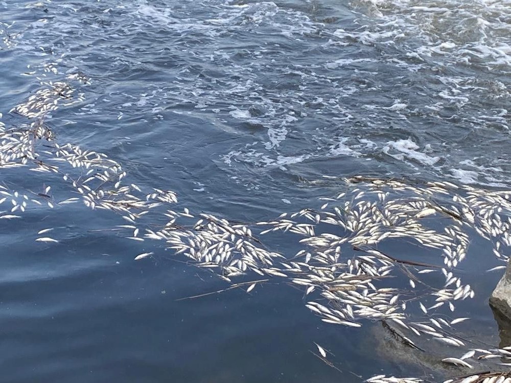 Dicle Nehri'nde tedirgin eden görüntü: Binlerce balık telef oldu - 3